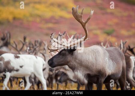 La harde de caribous (Rangifer tarandus) est en automne sur le fond de la toundra en été indien. Gros plan sur le troupeau de rennes. Banque D'Images