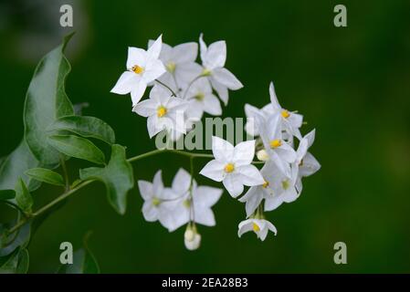 Laxum de Solanum (jasminoïde de Solanum) Banque D'Images