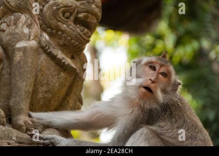 Un gros plan d'un mignon macaque à longue queue (macaca fascicularis) Touchant la statue du gardien de la porte au temple de Sangeh Forêt de singes à Bali Banque D'Images