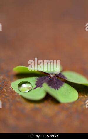 Trèfle à quatre feuilles avec gouttes d'eau ( Oxalis deppei) Banque D'Images