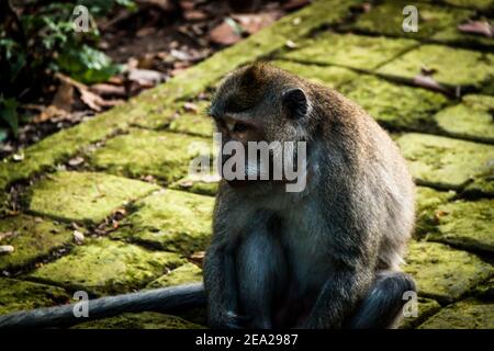 Un singe macaque à longue queue (macaca fascicularis) est assis sur le trottoir et regarde les touristes à Forêt de singes de Sangeh à Bali Banque D'Images