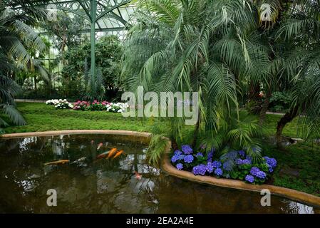 Palm House, Wilhelma, jardin zoologique et botanique, Stuttgart, Bade-Wurtemberg, Allemagne Banque D'Images