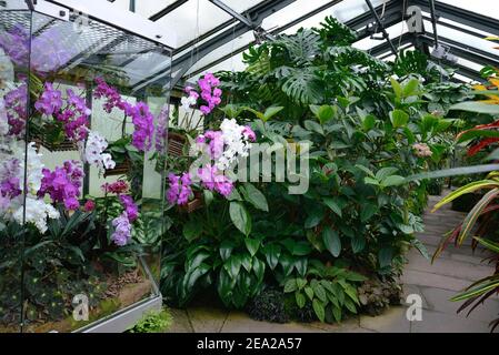 Maison tropicale, Maison Orchidée, Wilhelma, jardin zoologique et botanique, Stuttgart, Bade-Wurtemberg, Allemagne Banque D'Images