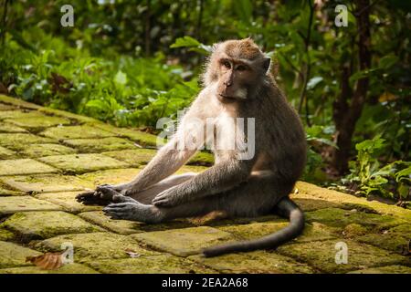 Macaque mangeant du crabe (macaca fascicularis) assis sur la chaussée et en touchant ses pieds tout en regardant à l'appareil photo Banque D'Images