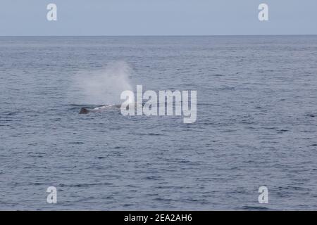 Une baleine sauvage dormant naque à la surface du eau et libère des fontaines éclaboussant l'eau près du village de Andenes en Norvège Banque D'Images