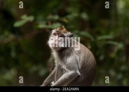 Un singe mangeant du crabe (macaca fascicularis) Dans la forêt verte de Bali Banque D'Images