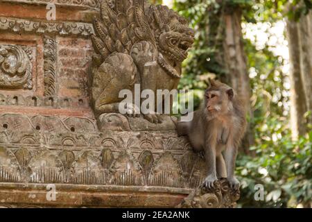 Singe macaque mangeant du crabe (macaca fascicularis) Assis sur une statue et regardant autour de Sangeh Monkey Forêt Banque D'Images