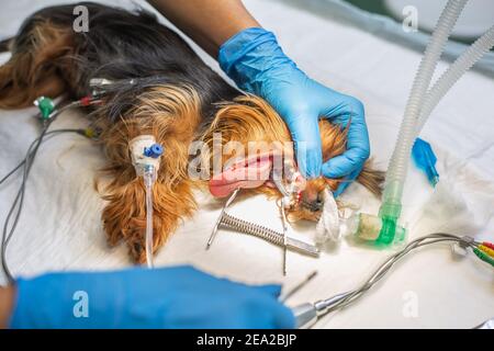 Vétérinaire nettoyage des dents tartre d'un chien de chiot yorkshire dans une clinique vétérinaire, acte chirurgical Banque D'Images