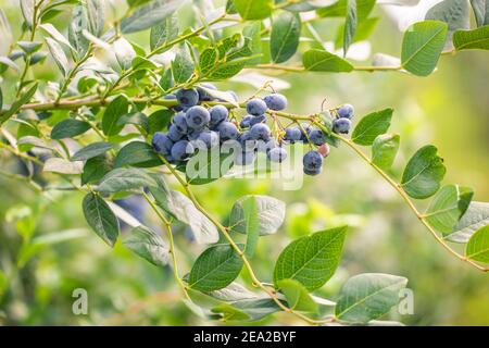 Gros plan de la branche pleine de bleuets bio et biologique dans la ferme Banque D'Images