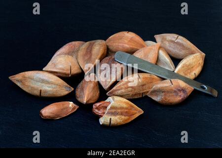 Pilinuts pré-marqués et ouverts avec des pili crackers ( Canarium ovatum) Banque D'Images