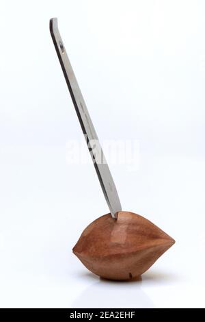 Ouverture d'une noix de pili avec pili Cracker, pilinuts, pré-rayés ( Canarium ovatum) Banque D'Images