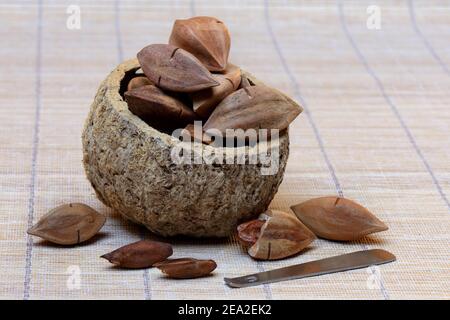 Pilinuts pré-marqués et ouverts avec des pili crackers ( Canarium ovatum) Banque D'Images