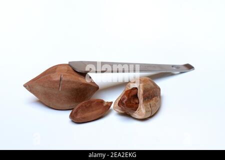 Pilinuts pré-marqués et ouverts avec des pili crackers ( Canarium ovatum) Banque D'Images