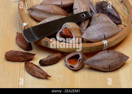 Pilinuts pré-marqués avec pili cracker, en coquille, ouvert ( Canarium ovatum) Banque D'Images