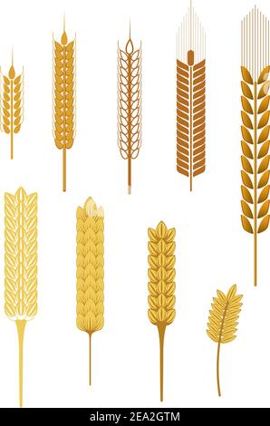 Oreilles de céréales mûrs isolé sur blanc comme un concept de l'agriculture Illustration de Vecteur