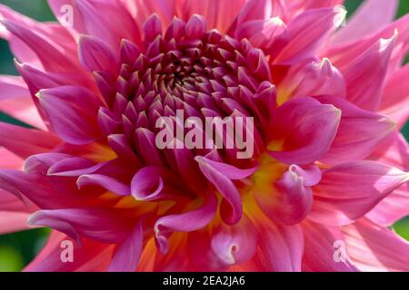 Rose vif, Dahlia jaune, macro, gros plan extrême Banque D'Images