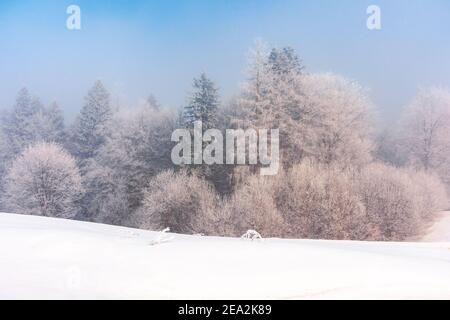 arbres dans la brume sur une colline enneigée. paysage de montagne d'hiver de conte de fées. temps gelé le matin ensoleillé Banque D'Images