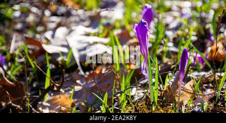 les fleurs de crocus se rapprochent de la glade de la forêt. magnifique paysage de la nature par une journée ensoleillée Banque D'Images
