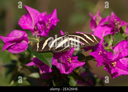 Papillon zébré à ailes longues, Heliconius chyderia, adulte unique reposant sur des fleurs de bougainvilliers, Cuba Banque D'Images