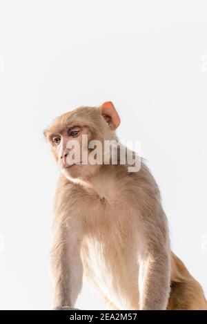 Rhesus Macaque isolé ou singe gris assis et regardant vers le bas Banque D'Images