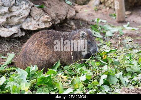 Hutia cubaine ou hutia de Desmarest, Capromys pilorides, alimentation de feuilles par adulte, ferme aux crocodiles de la Boca, Zapata, Matanzas, Cuba (captive) Banque D'Images