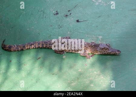 Crocodile cubain, Crocodylus rhombifer, unique immature, ferme aux crocodiles de la Boca, Zapata, Matanzas, Cuba (en captivité) Banque D'Images