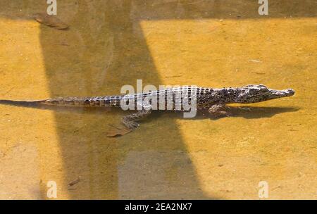Crocodile cubain, Crocodylus rhombifer, baignade immature unique, ferme aux crocodiles de la Boca, Zapata, Matanzas, Cuba (en captivité) Banque D'Images
