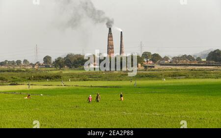 Guwahati, Assam, Inde. 7 février 2021. Une cheminée d'usine de briques fume alors que les agriculteurs plantent du riz paddy dans un champ de la périphérie de Guwahati, en Inde, le dimanche 7 février 2021. Crédit : David Talukdar/ZUMA Wire/Alay Live News Banque D'Images