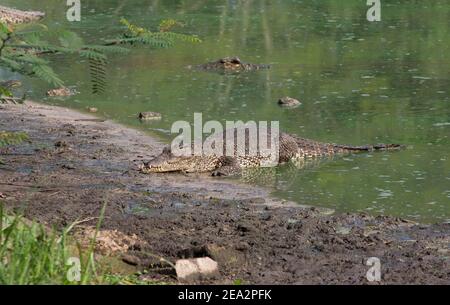 Crocodile cubain, Crocodylus rhombifer, adulte unique au bord de l'eau, ferme aux crocodiles de la Boca, Zapata, Matanzas, Cuba (en captivité) Banque D'Images