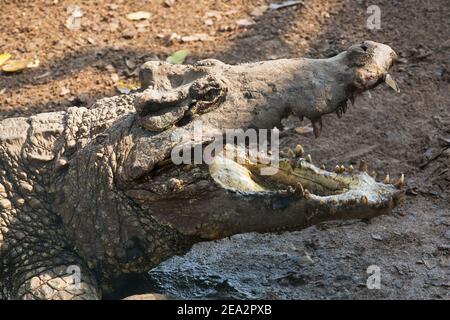 Crocodile cubain, Crocodylus rhombifer, adulte unique, avec bouche ouverte montrant des dents pointues, ferme aux crocodiles de la Boca, Zapata, Matanzas, Cuba (en captivité) Banque D'Images