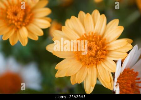 Fleurs de camomille de la prière (Anthemis tinctoria) Banque D'Images