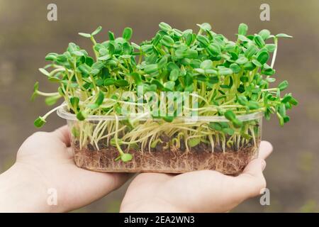 Microgreen avec sol dans les mains de près. L'homme tient le microvert des graines de tournesol dans les mains. Alimentation végétalienne saine. Banque D'Images