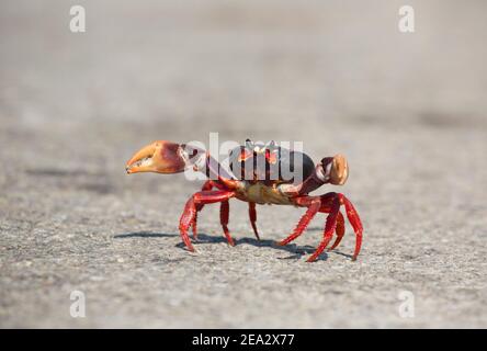 Crabe cubain, Gecarcinus ruricola, adulte unique en phase sombre sur la route, mars, Playa Giron, Zapata, Cuba Banque D'Images