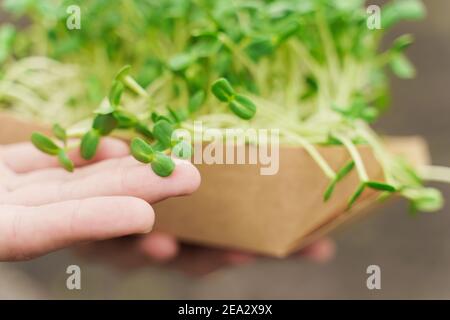 Gros plan microgreen de graines de tournesol avec du sol dans une plaque en carton jetable écologique. L'homme tient le micro-vert dans les mains. Idée pour vert végétalien sain f Banque D'Images