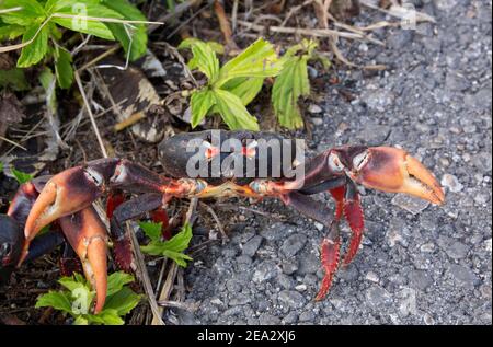 Crabe cubain, Gecarcinus ruricola, adulte unique, phase sombre, sur la route, mars, Playa Giron, Zapata, Cuba Banque D'Images