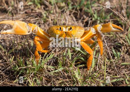 Crabe cubain, Gecarcinus ruricola, phase orange adulte unique, mars, Playa Giron, Zapata, Cuba Banque D'Images