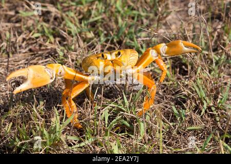 Crabe cubain, Gecarcinus ruricola, phase orange adulte unique, mars, Playa Giron, Zapata, Cuba Banque D'Images