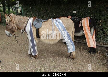 Les ânes du Poitou dans leur pantalon long tendance sur l'Ile de Au large de la France Banque D'Images