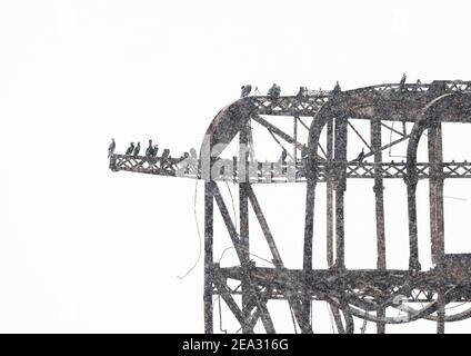 La neige tombe sur les cormorans nicheurs de la jetée ouest de Brighton, dimanche 9 février 2021 Banque D'Images