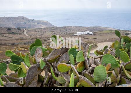 Poire pirickly, cactus figue appelé aussi Opuntia, croissant près de la mer en été. Île de Folegandros, Grèce Banque D'Images