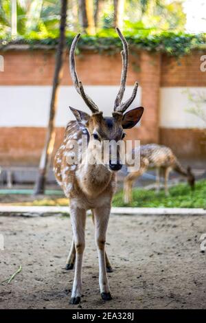 Un cerf debout à l'intérieur d'un zoo Banque D'Images