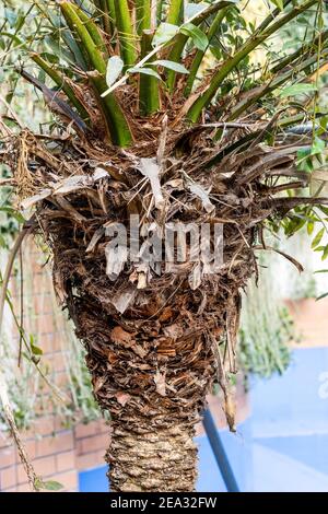 Dattes branches rugueuses de palmier Banque D'Images