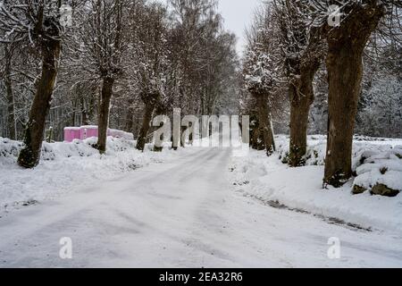 Route d'hiver glacée et enneigée traversant une ligne de saules traditionnellement taillées. Photo de Scania, sud de la Suède Banque D'Images