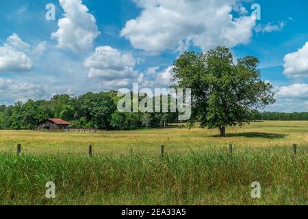 Scène de ferme pittoresque avec des chevaux et des vaches en arrière-plan pâturage dans les champs sous les arbres avec un petit ancienne grange en bois avec corail sur un soleil Banque D'Images