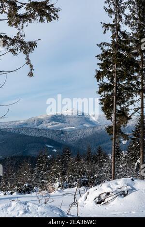 Lysa hora colline de la glade forêt près du sommet de la colline d'Okrouhlice Au-dessus du village de Moravka en hiver Moravskoslezske Beskydy montagnes en tchèque république Banque D'Images