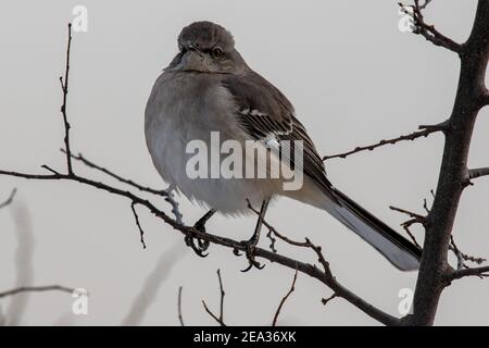 Des mockingbird du Nord soufflés pendant un matin froid de printemps Banque D'Images