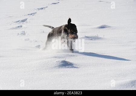 À l'ordre donné, le chien court sauter sur la neige profonde. Le pointeur allemand à poil dur est le chien idéal pour la chasse au gibier sauvage. Vue avant. Banque D'Images