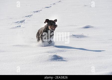 À l'ordre donné, le chien court sauter sur la neige profonde. Le pointeur allemand à poil dur est le chien idéal pour la chasse au gibier sauvage. Vue avant. Banque D'Images