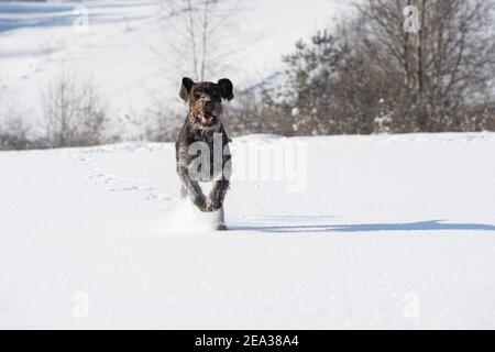 À l'ordre donné, le chien court sauter sur la neige profonde. Le pointeur allemand à poil dur est le chien idéal pour la chasse au gibier sauvage. Vue avant. Banque D'Images