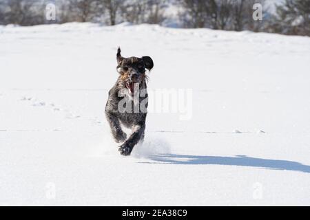 À l'ordre donné, le chien court sauter sur la neige profonde. Le pointeur allemand à poil dur est le chien idéal pour la chasse au gibier sauvage. Vue avant. Banque D'Images